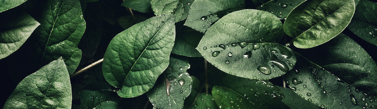 Close up of leaves with water drops.