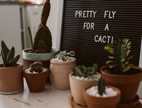 Succulents and cacti in pots.